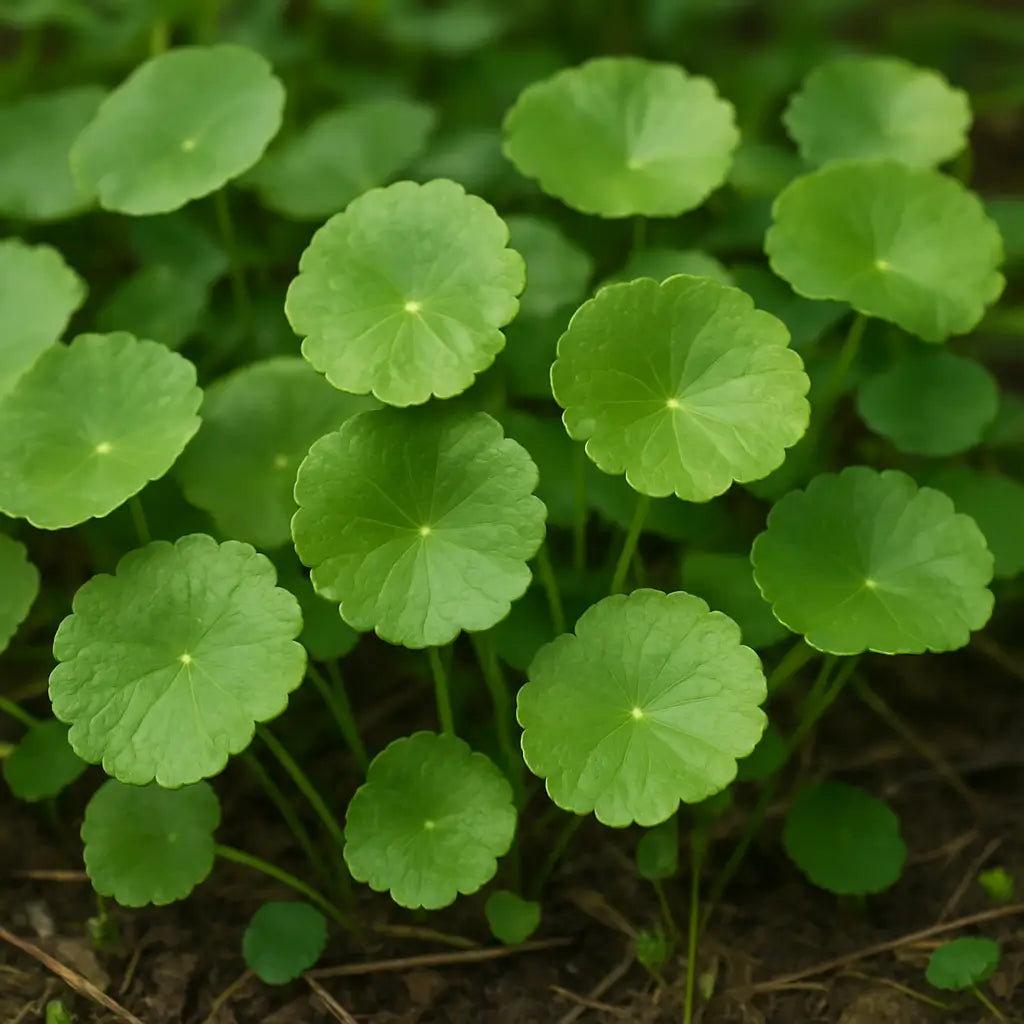 Rotina de Skincare BEENOM